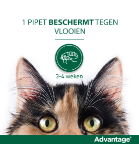 Advantage 40 Kat Kleiner dan 4 kg - 4 pipetten