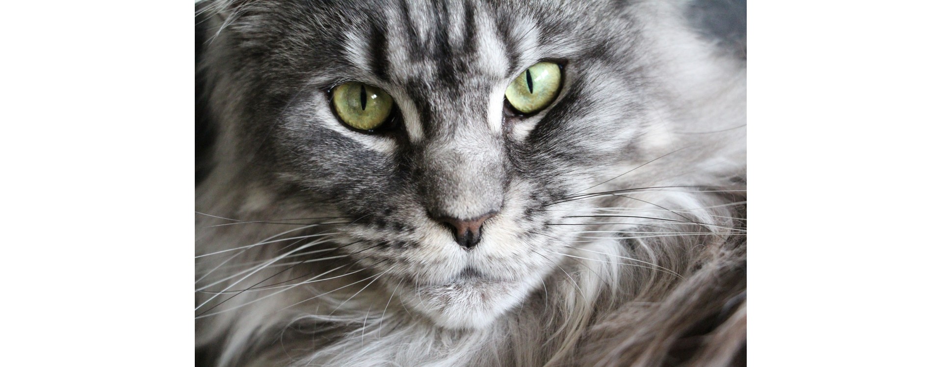 Goneryl Echt niet Assert Haarballen bij katten: onschuldig of toch niet?